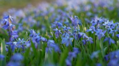 Bahar Vahşi Scilla Siberica Çiçekleri. İlk Bahar Çiçekleri. Kıştan Sonra Doğanın Uyanışı. Mavi Scilla Çiçekleri veya Sibirya Squill