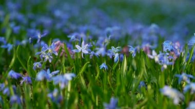 Bahar Vahşi Scilla Siberica Çiçekleri. İlk Bahar Çiçekleri. Kıştan Sonra Doğanın Uyanışı. Mavi Scilla Çiçekleri veya Sibirya Squill