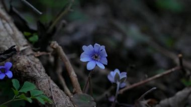 Hepatica ya da Anemone Hepatica, Mavi Çiçek. Violet Purple Hepatica Nobilis, Doğanın Bulanık Arkaplanındaki İlk Bahar Çiçeği. Liverleaf, Liverwort, Ranunculaceae Ailesi. Doğa Sesi.