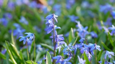 Bahar Vahşi Scilla Siberica Çiçekleri. İlk Bahar Çiçekleri. Kıştan Sonra Doğanın Uyanışı. Mavi Scilla Çiçekleri veya Sibirya Squill