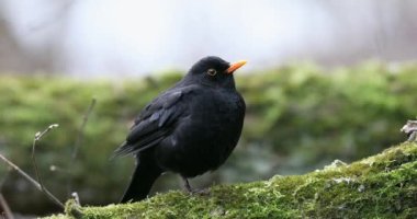 Karatavuk Turdus Merula Ağaç Dalı 'nda oturuyor. Baharın Başları.