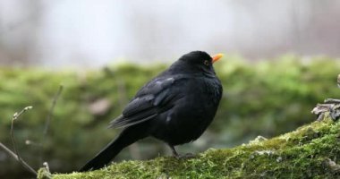 Karatavuk Turdus Merula Ağaç Dalı 'nda oturuyor. Baharın Başları.