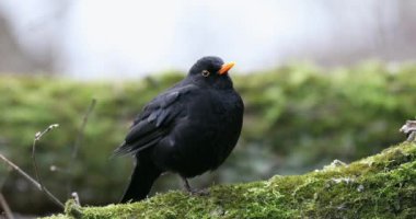 Karatavuk Turdus Merula Ağaç Dalı 'nda oturuyor. Baharın Başları.