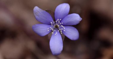 Hepatica ya da Anemone Hepatica, Mavi Çiçek. Violet Purple Hepatica Nobilis, Doğanın Bulanık Arkaplanındaki İlk Bahar Çiçeği. Ranunculaceae ailesi. 4k