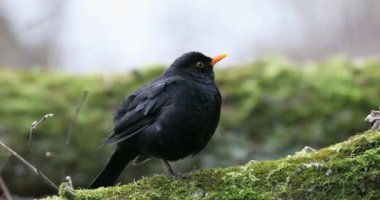 Karatavuk Turdus Merula Ağaç Dalı 'nda oturuyor. Baharın Başları.