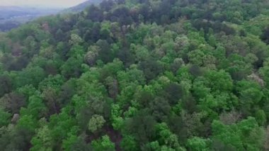 Alabama 'daki orman. Arkaplanda Yeşil Ağaçlar. Drone. ABD