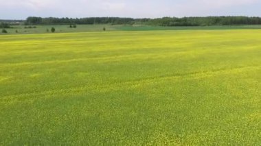 Sarı Açan Tecavüz Tohumu Tarlası. Hava Aracı Atışı. Açan Tecavüz Alanı. İHA