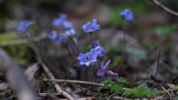 Hepatica Commune Hepatica Anémone Fleur Bleue Sauvage Violet Purple Hepatica — Video