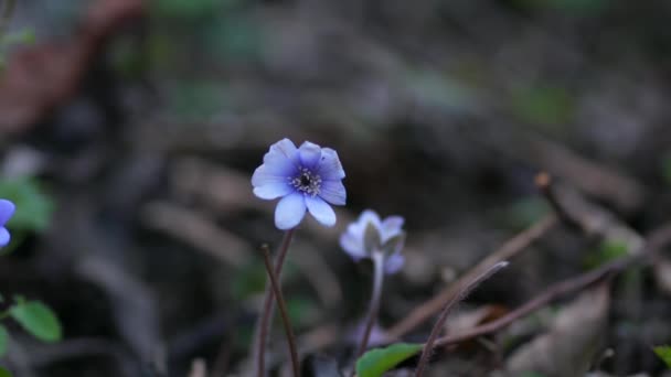 Κοινή Hepatica Anemone Hepatica Blue Blossom Άγρια Λουλούδι Violet Purple — Αρχείο Βίντεο
