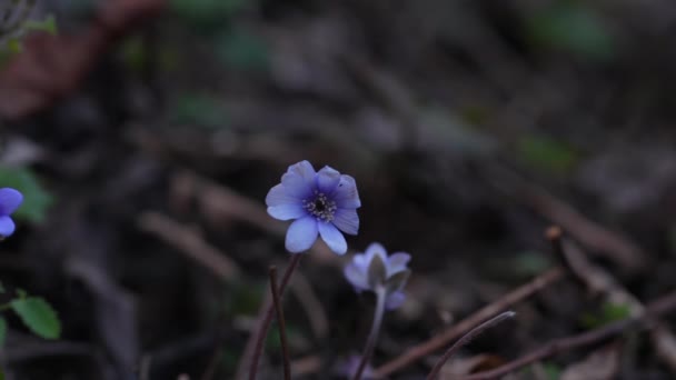 Hepática Común Anémona Hepática Flor Azul Flor Salvaje Violeta Púrpura — Vídeos de Stock