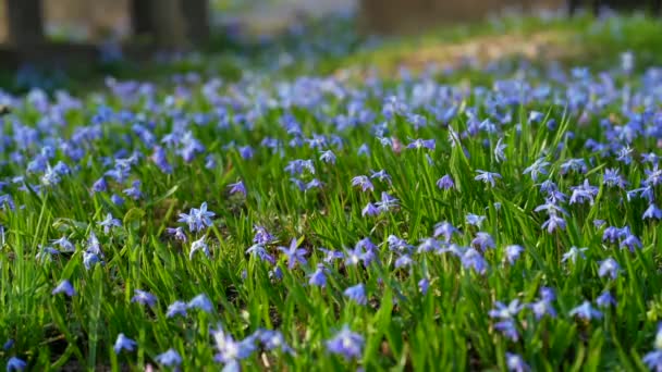 Tavaszi Vad Scilla Szibéria Virágok Első Tavaszi Virág Ébredés Természet — Stock videók