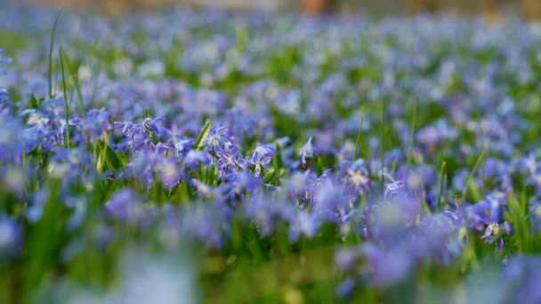 春の野生のシベリカの花 最初の春の花 冬の後の自然の目覚め 青いシラの花またはシベリアのスカル — ストック動画