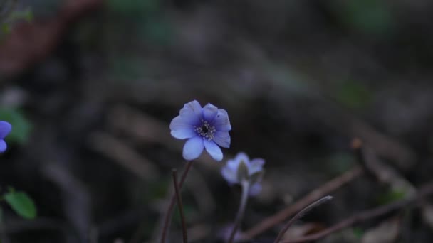 Hepática Común Anémona Hepática Flor Azul Flor Salvaje Violeta Púrpura — Vídeos de Stock