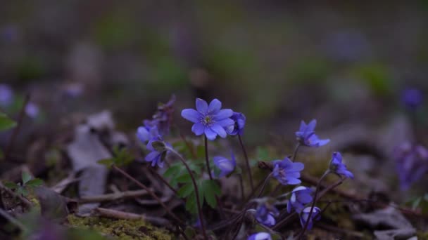 Często Hepatica Lub Anemone Hepatica Blue Blossom Dziki Kwiat Fioletowy — Wideo stockowe