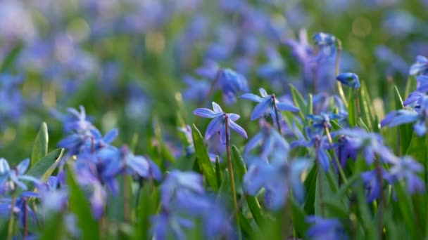 春の野生のシベリカの花 最初の春の花 冬の後の自然の目覚め 青いシラの花またはシベリアのスカル — ストック動画