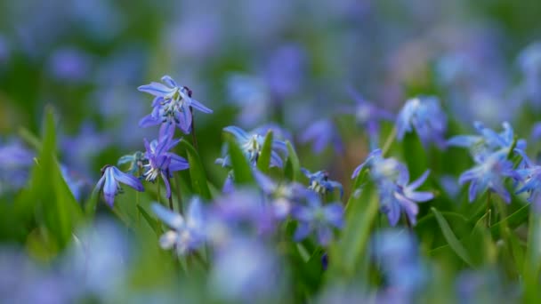 Primavera Silvestre Scilla Siberica Flores Las Primeras Flores Primavera Despertar — Vídeos de Stock