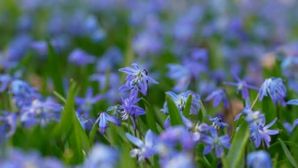 Tavaszi Vad Scilla Szibéria Virágok Első Tavaszi Virág Ébredés Természet — Stock videók