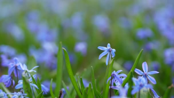 春の野生のシベリカの花 最初の春の花 冬の後の自然の目覚め 青いシラの花やシベリアのスカル 美しい風景 — ストック動画