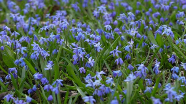 春の野生のシベリカの花 最初の春の花 冬の後の自然の目覚め 青いシラの花やシベリアのスカル 美しい風景 — ストック動画