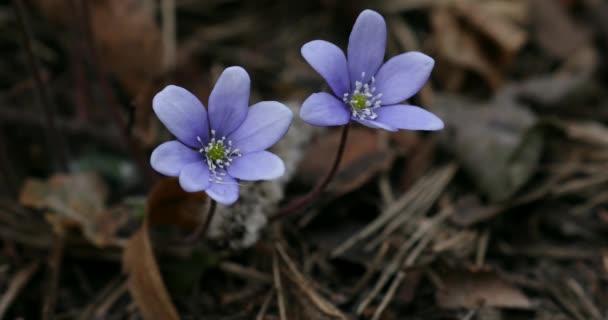 Gewöhnlicher Hepatica Oder Anemone Hepatica Blaublütige Wildblume Violet Purple Hepatica — Stockvideo