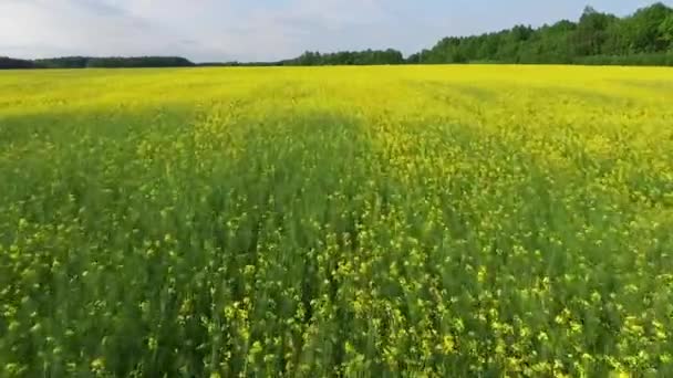 Yellow Blooming Rapeseed Field Aerial Drone Shoot Field Blooming Rape — Stock Video