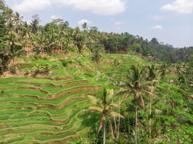 Bali, Endonezya 'da Ceking Rice Terrace. Arkaplanda pirinç tarlaları. Drone bakış açısı. Geniş Açı