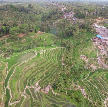 Bali, Endonezya 'da Ceking Rice Terrace. Arkaplanda pirinç tarlaları. Drone bakış açısı. Geniş Açı