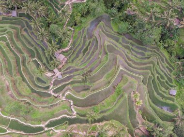Bali, Endonezya 'da Ceking Rice Terrace. Arkaplanda pirinç tarlaları. Drone bakış açısı. Geniş Açı