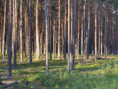 Çam Ormanı. Arka planda Günbatımı Işığı. Litvanya 'daki orman, Avrupa. Arkaplanda Bush ve Moss.