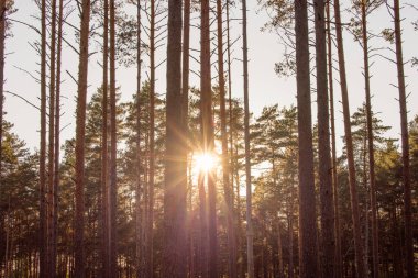 Güneşli Yaz Kozalaklı Ormanında Güzel Gün Batımı Gündoğumu Güneşi. Ormandaki Ormanda Güneş Işığı Işıkları. Litvanya, Avrupa