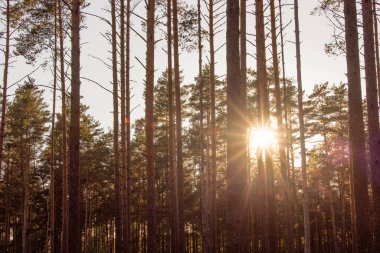 Güneşli Yaz Kozalaklı Ormanında Güzel Gün Batımı Gündoğumu Güneşi. Ormandaki Ormanda Güneş Işığı Işıkları. Litvanya, Avrupa