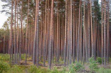 Çam Ormanı. Arka planda Günbatımı Işığı. Litvanya 'daki orman, Avrupa. Bush ve Moss arka planda. Arka planda Suset Güneş Işığı.