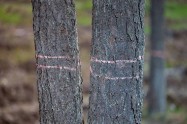 Çam Ağacı gövdesi turuncu çizgiyle işaretlenmiş, arka plandaki ağaçlar bulanık, güneşli bir gün. Ormanda bir ağaç gövdesini kesmek için boya ile işaretlemek - ormancılık işi, doğa koruma