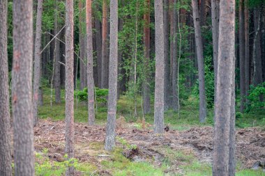 Küresel ormansızlaşma endüstrisinin sonucu olarak kesilen ağaçlardan oluşan geniş bir alana sahip çam ormanının havadan görünüşü. Litvanya, Avrupa. Gün batımı Güneş Işığı.