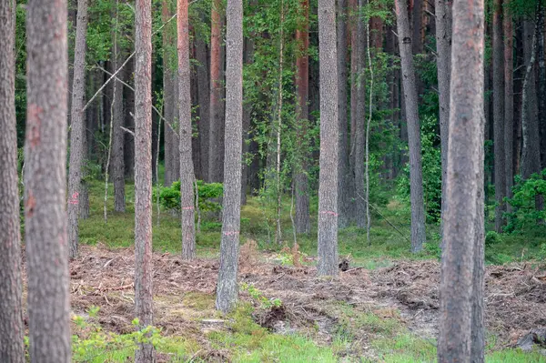 Küresel ormansızlaşma endüstrisinin sonucu olarak kesilen ağaçlardan oluşan geniş bir alana sahip çam ormanının havadan görünüşü. Litvanya, Avrupa. Gün batımı Güneş Işığı.