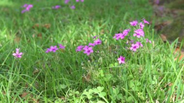 Oxalis articulata, halk parkındaki pembe tahta süpürge bitkisi olarak bilinir.