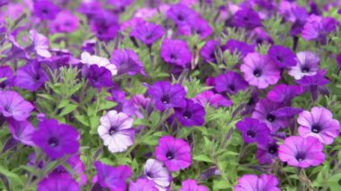 Petunya Bitkisi Bahçede Çiçek açıyor