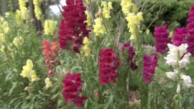 Aslanağzı Çiçeği, Bitki. Bahçede çiçek açıyor