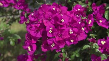 Bougainvillea glabra, Kartonpiyer Bahçede Çiçek açıyor. Bougainvillea çiçeği. Güzel, mor Bougainvillea glabra bitkisinden kolofrul çiçekleri