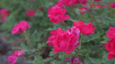 Bahçede çiçek açan kırmızı bahçe gülü