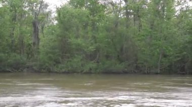 Bal Adası Bataklığı New Orleans 'a yakın, Louisiana. Nehir ve Vahşi Doğa