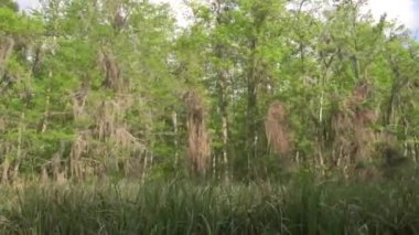 Bal Adası Bataklığı New Orleans 'a yakın, Louisiana. Nehir ve Vahşi Doğa