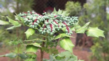 Bahçeye Leatherleaf Mahonia Bitkisi. ABD