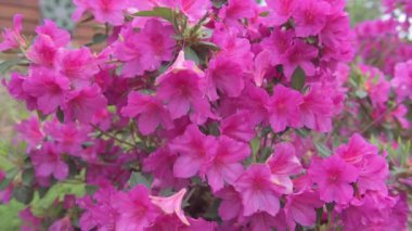 Bir kez daha Azalea Mor Görkemli Pland Bahçede Çiçek açıyor