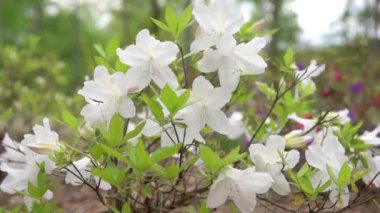 Azalea Alba Magnifica Bahçede çiçek açıyor