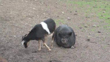 Yere uzanmış siyah domuz domuzu. Keçi Yakınlarda