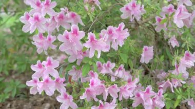 Bahçedeki Rhododendron Azalea Çiçeği