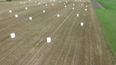 Sahada saman paketleri olan tarım manzarası. Plastik beyaz folyoya sarılı tahıl gevreği balyası. Litvanya