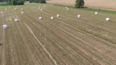 Sahada saman paketleri olan tarım manzarası. Plastik beyaz folyoya sarılı tahıl gevreği balyası. Litvanya