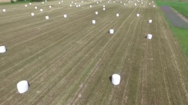 Sahada saman paketleri olan tarım manzarası. Plastik beyaz folyoya sarılı tahıl gevreği balyası. Litvanya